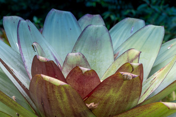 The side top of a large bromeliad wooing the concentric arrangement of the leaves