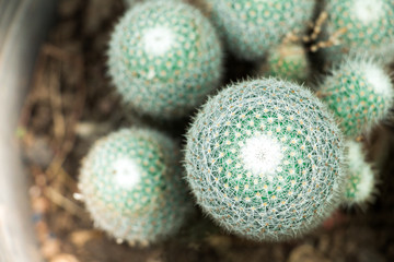 Top view of cactus with water drop,texture pattern of cactus background.
