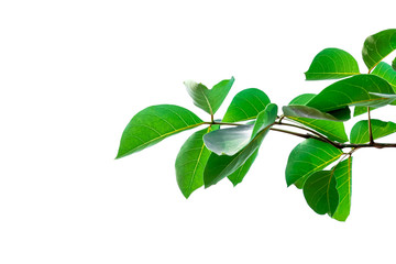 Natural of green leaves on white background for design or add text message. plant leaf fresh for backdrop.