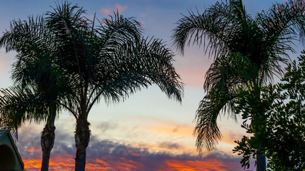 Obraz premium Palm Tress