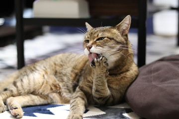 ご飯を食べ終えた猫