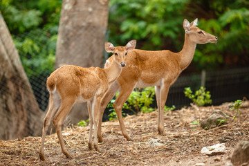 Naklejka na ściany i meble A pair of wild deer in the park