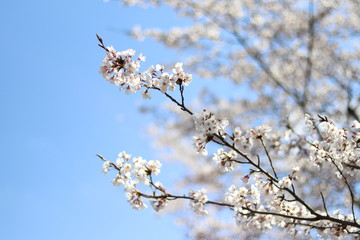 きれいな桜のある風景