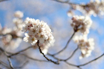 きれいな桜のある風景