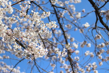 きれいな桜のある風景