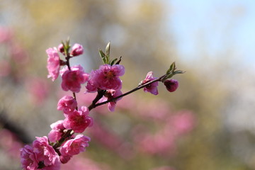 きれいな桜のある風景
