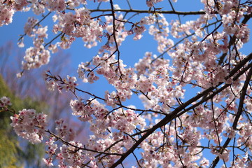 きれいな桜のある風景