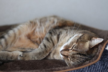 気持ちよく眠る猫