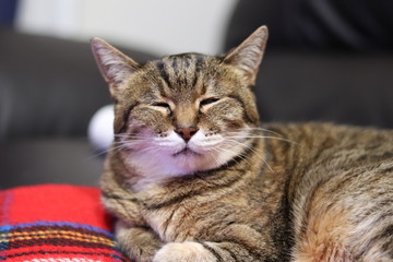 気持ちよく眠る猫