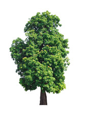 Isolated of Large old tree natural on white background.Beautiful tree from suitable use for natural environment decoration in architectural design, advertising or articles both on print & website.