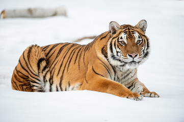 Siberian tiger in Snow