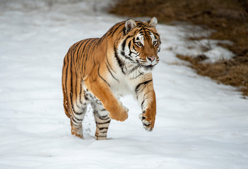 Fototapeta na wymiar Siberian tiger in Snow