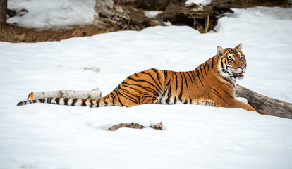 Siberian tiger in Snow