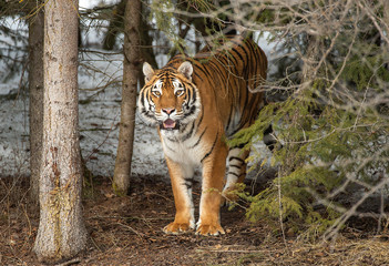 Siberian tiger in Snow