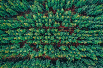 The Beautiful Trees from above