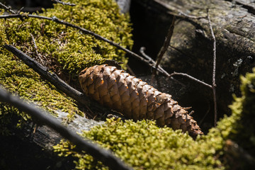 Hiking GR5 through the Vosges