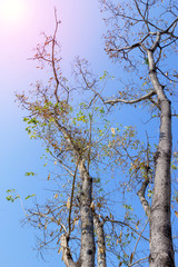 Albizia lebbeck tree