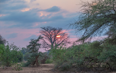 Sunrise over the African bush with baobab trees and a dry landscape image with copy space in...