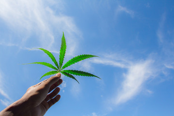 Freedom nature of Cannabis leaf against the sky. hand holding a marijuana leaf on blue sky....