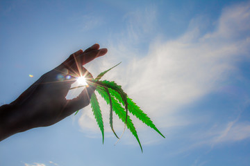 Freedom nature of Cannabis leaf against the sky. hand holding a marijuana leaf on blue sky....