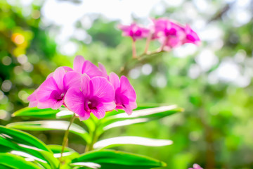 Phalaenopsis orchid on bokeh abstract nature background.Orchid flower in garden at winter or spring...