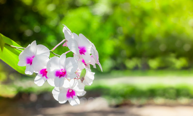 Phalaenopsis orchid on bokeh abstract nature background.Orchid flower in garden at winter or spring...