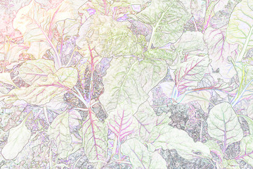 Sketch Rainbow Swiss Chard in garden or Watercolor Image,colorful leaves pattern