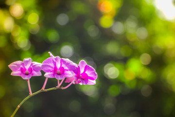 Phalaenopsis orchid on bokeh abstract nature background.Orchid flower in garden at winter or spring...