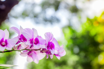 Fototapeta na wymiar Phalaenopsis orchid on bokeh abstract nature background.Orchid flower in garden at winter or spring day for Christmas, Happy new year 2020 postcard beauty and agriculture idea concept design. 