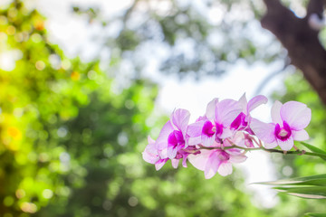 Phalaenopsis orchid on bokeh abstract nature background.Orchid flower in garden at winter or spring day for Christmas, Happy new year 2020 postcard beauty and agriculture idea concept design. 