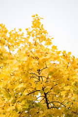 dense beautiful golden leaves on the tree branch under bright sky