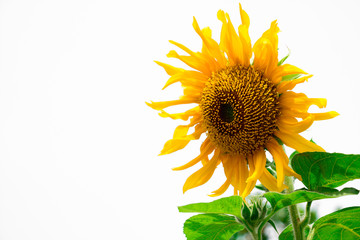 Isolated of beautiful bright sunflower on white background, Nature background with yellow flower at summer time.