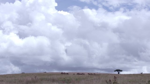 Extreme wide view of zebras and buffalos grazing in the grassland of akagera national park with a beautiful sky cloud