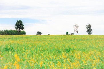 Beautiful of crotalaria flower in farm , Pummelo flower blooming in rainy season.