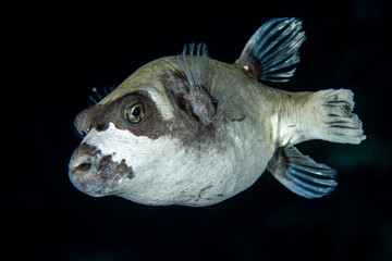 Masked puffer, Arothron Diadematus closeup in the tropical coral reef of Red Sea 