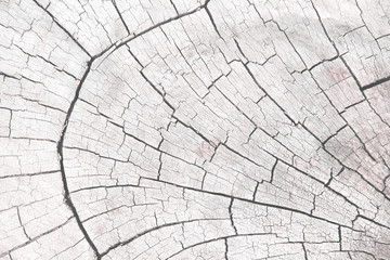 Natural wood texture cross section rings with  line cracked patterns of tree trunk  gray and white...