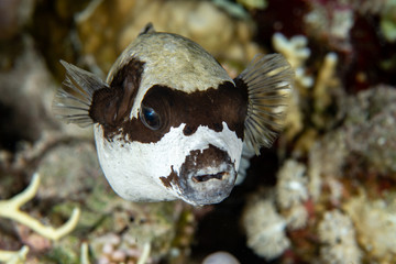 Masked puffer, Arothron Diadematus closeup in the tropical coral reef of Red Sea 
