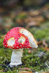 close up of a red spotted toadstool mushroom with holes on half dome shaped cap grown on green grass field with blurry background