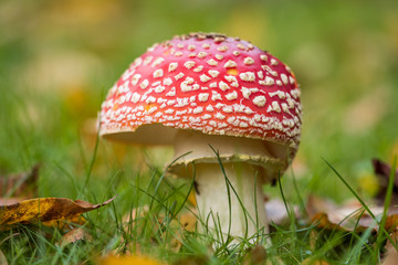 close up of a red spotted toadstool mushroom with half dome shaped cap grown on fall leaves filled green grass field with blurry background