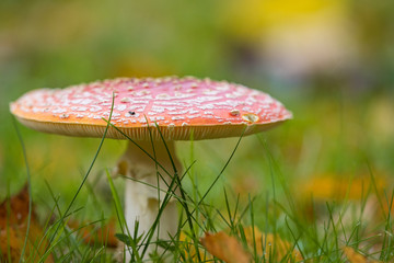 close up of a red toadstool mushroom with big cap grown on fall leaves filled green grass field with blurry background