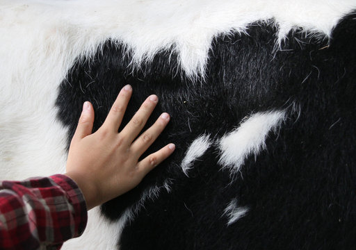 A hand touching cow's skin