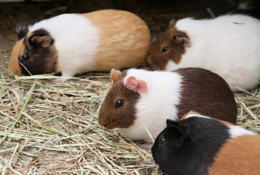 White and brown Guinea pigs eats grass with black eyes