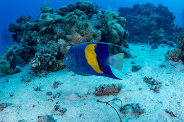 Fototapeta na wymiar Yellowbar Angelfish, Pomacanthus Maculosus in the tropical coral reef of Red sea 