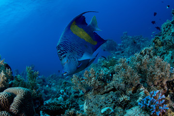 Naklejka na ściany i meble Yellowbar Angelfish, Pomacanthus Maculosus in the tropical coral reef of Red sea 