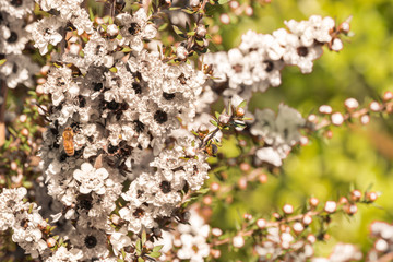 white manuka tree flowers in bloom with blurred background