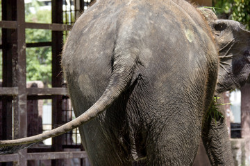 closeup back of an elephant