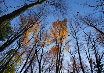 low angle view on colorful autumn trees and sky