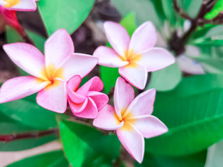 Pink frangipani flower or plumeria flower blooming on tree on sunset light at summer time.