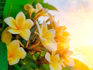 Frangipani flower or plumeria flower blooming on tree on sunset light at summer time. Soft and blur focus.