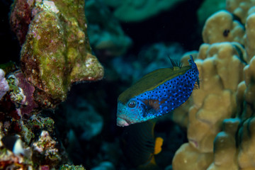 Arabian Boxfish, Ostracion cyanurus